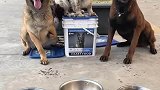 我们是纪律严明的警犬，服从安排从吃饭开始
