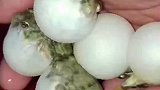 小伙子把小河豚们惹生气了，气鼓鼓的样子好可爱啊