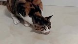 狸花猫：这猫到底是怎么了