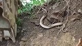 挖掘机挖了蟒蛇的老巢，蟒蛇从土里爬出来复仇！