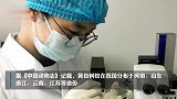 辽宁首次捕获4只金色蚊子：系黄色轲蚊，属中型黄色蚊虫