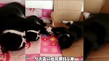燕子搭窝搭错地方了，网友：主人这该如何是好？