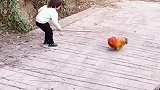 遇到公鸡拦路，派孩子去下狠手