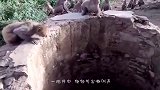 枯井频频传出兽叫声，村民走近一看，立马找来绳子铁笼！