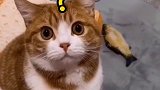 猫：完了，我还想考清华呢！沙雕沙雕沙雕