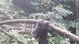 山羊卡死在树枝上，周围围满了苍蝇