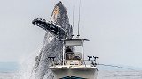 惊叹！美国座头鲸在渔船正后方翻身表演，船夫：吓死宝宝了