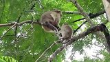 小猴子在高树上聆听妈妈的教诲