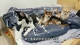 狗狗被列为伴侣型动物,狗肉或将全面禁食,对此你怎么看