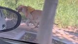 狗子被主人落在车外跟着跑