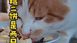 大橘二饼是两只猫