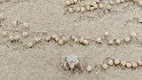 网友拍到沙滩上的螃蟹包汤圆，信不信我可以看一天