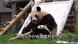 大熊猫没有天敌还是国宝，是怎么把自己玩濒危的？网友总结太精辟