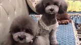 主人说眼睛看不清了，泰迪妲己举动真贴心