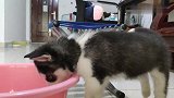二哈趁主人不在，在沙发和床底下钻了个遍，这是花样拖地啊，真逗