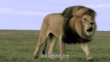 狮子也有“克星”？高3米有双“金刚腿”，一脚直接将狮子送走！
