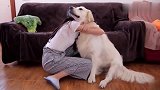 拥抱金毛犬，狗子的回应像个大孩子，隔着屏幕都觉得幸福