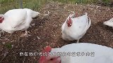 开挂民族自创拔鸡毛工具，这波操作也是亮了，但鸡会难受吗？