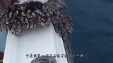 海龟满屁股“开花”，等捞起看清后，渔民一刀下去救了它一命！