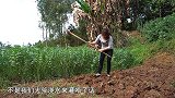 桃子姐和包立春一起栽苗，做一盆小鸡炖蘑菇，香气四溢，美滋滋