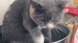 猫：铲屎官快烧水，我想泡温泉！