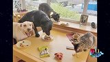 论男摄像师是怎么转场的，突如其来的球猝不及防