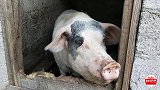 农村小伙和奶奶在家养猪，从来不喂饲料，猜猜多少斤？