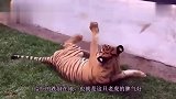 狗狗发现主人全部变成了骷髅,竟吓的一动不动,画面太可爱了