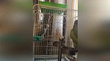 妈妈叫大牛站在架子上，小灰鼓励大牛别怕