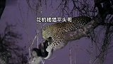 嚣张跋扈的平头哥翻车了？正被花豹拿来当晚餐！