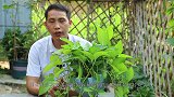 这是养绿萝的好东西，使用方法对了，就像打“激素”