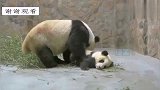 小熊猫看见饲养员帮其他熊猫洗澡，醋意大发，上去就是一记小拳拳