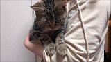 被铲屎官抱在怀里的猫咪，不时往下张望：妈，这有点高