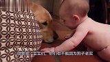 宝宝趁狗子不备背后偷袭，反应过来的狗子，之后的反应太暖了