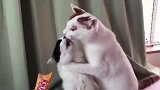 这两只小猫咪太可爱了