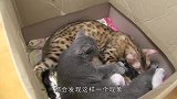 两只小奶猫看对方不顺眼，互扇巴掌还带撕咬，猫妈妈：打得好！