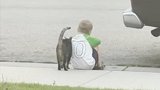 美国：一只友好的猫安慰独自坐在路边难过的小男孩