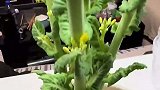 无心插柳，白菜里长出油菜花