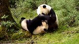 过于可爱！四川卧龙首次拍到亚成体野生大熊猫双胞胎