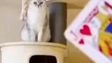 看给猫咪帅的，最后还嘚瑟一笑