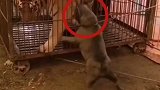 虎落平阳被犬欺呀