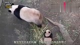 看到宝宝如此执着，妈妈看起来有些惊慌，一直在宝宝身边徘徊