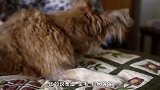人见人爱的“茶杯犬”，为何只有杯子那么大？看完来历很心酸！