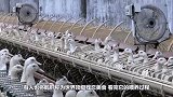 世界顶级残忍美食“鹅肝”，看完它的喂养过程，你会想吃吗？