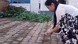 看砖地种的白菜长大了，羡慕姐姐的田园生活，一分耕耘一分收获！