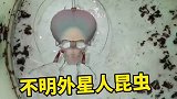 长得像外星人一样的不能生物昆虫