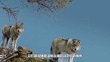 狼的克星，光听名字就让狼闻风丧胆，并且它专门吃狼！