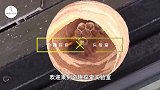 不慎被马蜂蜇伤，男子用吸尘器对付巨大蜂巢，马蜂：这是人干的事