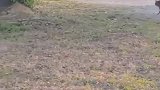 猫：今天这鸟肉我吃定了！