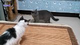 小流浪猫主动挑衅凶猛胖公猫，遭到胖猫反击，它的反应逗笑主人
